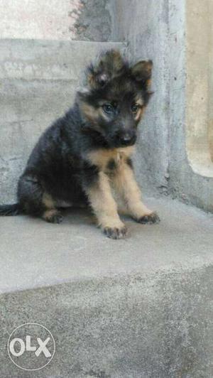 Gsd puppies avilable for sale