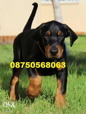 Happy kennel in DOberman puppy very Gud K.c.i registered for