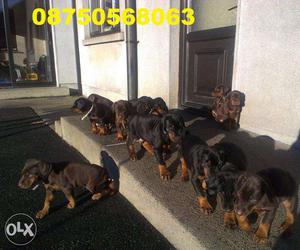 Happy kennel is very Top active Doberman puppy gud male for