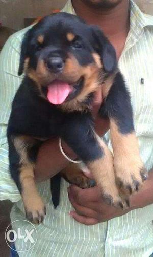 Heavy NewYear Quality Offer Rottweiler puppy PEts