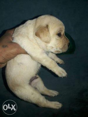 Heavy bone golden black labrador pup for sell