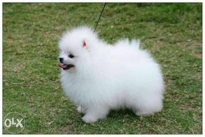 (Home delivry free) White Pomeranian Puppies avable pure