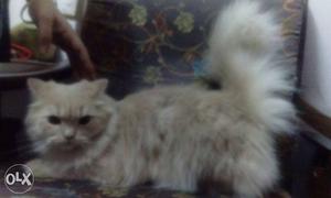 I hv two cats for  of same breed wana sale