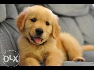 I want to buy Male Lab/Golden Retriever Puppy very urgent.