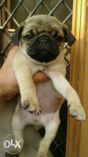 I want to buy a female pug in ₹ in one or