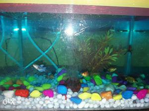 I want to sell my aquarium 12 fish, stone,