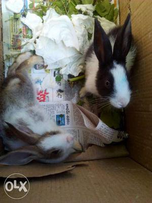 I want to sell my cute rabbits pair