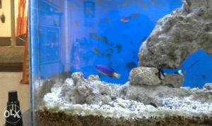 I want to sell of my marine tank contact