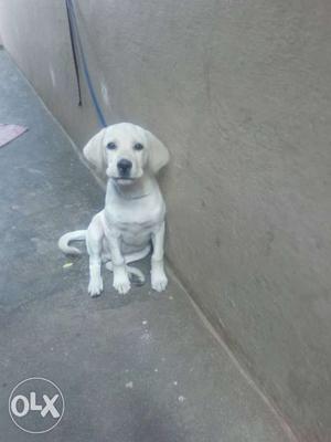 I wud lik to sell lab puppy...anybdy intrstd to