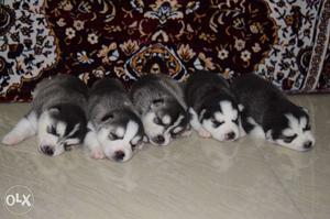 Import Linage Siberian Husky Puppies available
