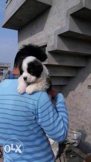 Import Quilty Saint bernard puppies