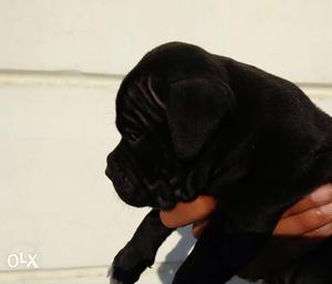 Import line american bully male nd female pupps