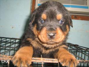 = Import line show quality rottweiler pup