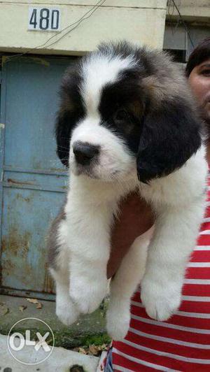 Important linces saint Bernard puppies for sell
