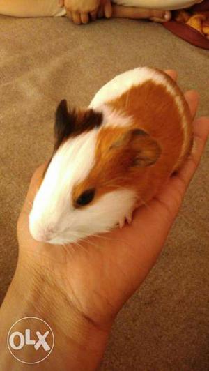 Imported US breed guinea pigs for sale
