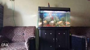 Imprted fish tank with filter plant with cabinet