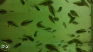 Indian Flower Horn Fish Babies For Sale
