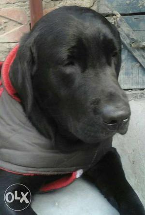 It is Labrador Age 9 month male