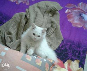 It's a Persian queen cat of 2 months.