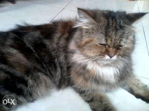 Its a persian cat age 10 months very sweet n cute