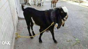 Jamnapari male goat full size