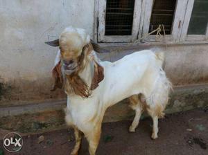 Jamnapyari Goat For Sale