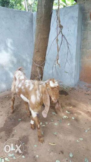 Jamunapari gross male goat