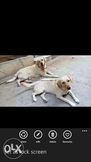 Lab male and female,age14months,both r vaccinated