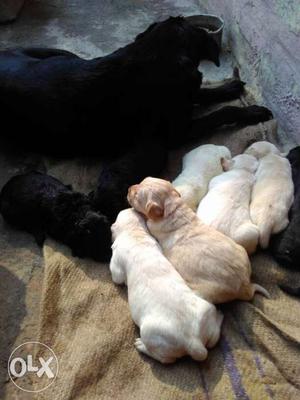 Lab puppy good quality mother father whit photo