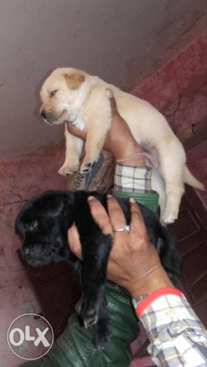 Labra Pups Available. Heavy Quality Breed.