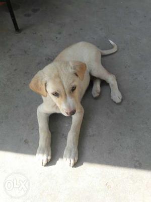 Labra puppy up for sale