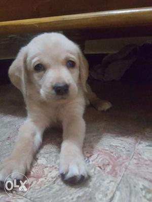 Labrador Puppy For Sale