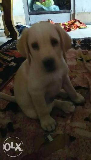 Labrador male puppy for sale, show quality puppy