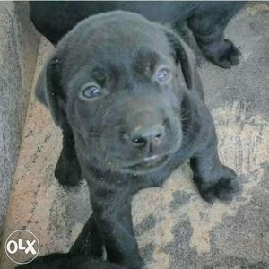 Labrador puppies available