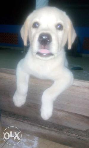 Labrador puppy