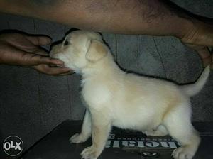 Labrador puppy available in surat