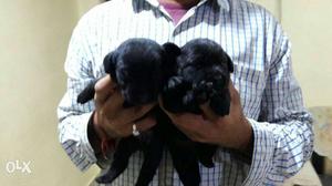 Labrador pup's available in amazing pet point