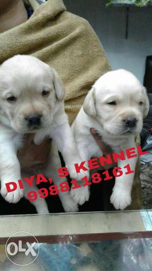 Lots off excellent quality lab puppy available DIYA, S