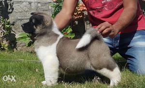 Lovely Akita puppies with very good temperament