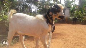 Malabari goats male & female kids available.age 5