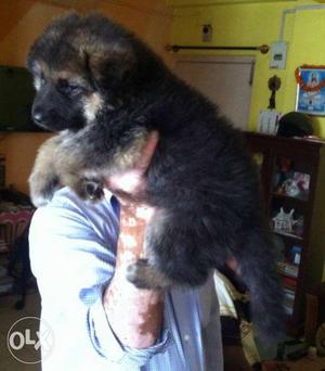 Mind blowing gsd puppies