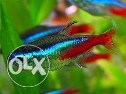 Neon tetras available at Rs 100 per pair.Price