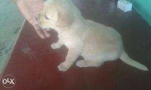 New year specail offer cute lab puppys for low