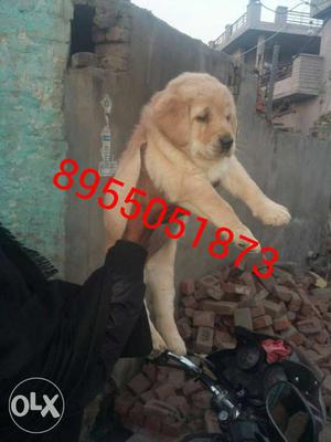 New year special Labrador pupps at low price