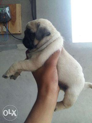 Offer NewYear quality Pug male puppy for sales PEts