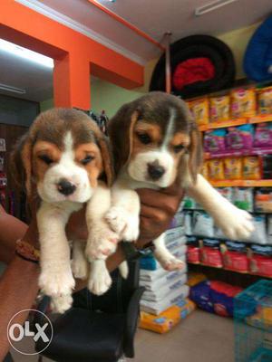 Offer Puppies NewYear Best qualify Beagle dogs PEts