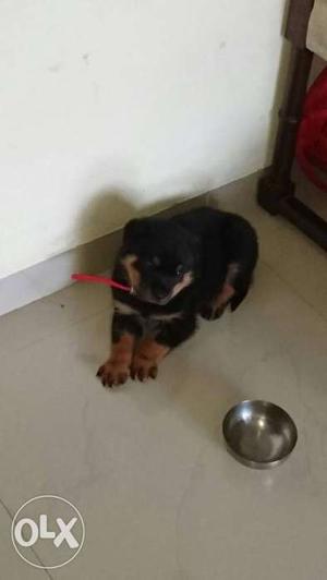 Only 30 day old rott for sell its to playfull.