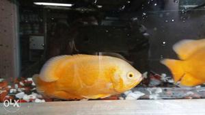 Orange Oscar Fish