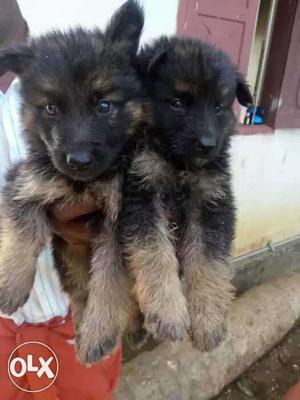 Original German Puppies for sale