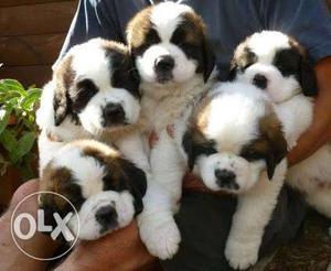 Outstanding saint barnard puppies available ready